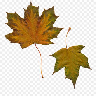 Sycamore, Leaves, Tree, Foliage, Autumn, Deciduous, Broad Leaves, Serrated Edges, Veined, Green, Changing Colors, Fall, Nature, Botanical, Outdoor, Canopy, Shade, Sycamore Tree, Leaf Shape, Leaf Structure, Leaf Veins, Textured, Seasonal, Vibrant, Natural Beauty.