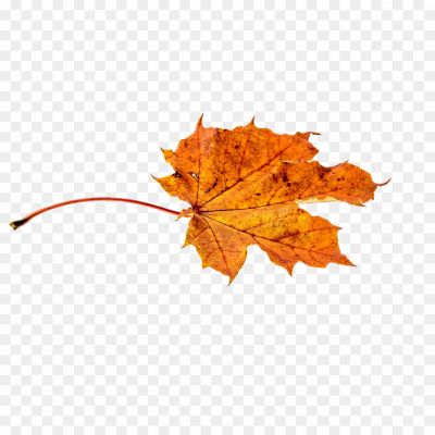 Sycamore, Leaves, Tree, Foliage, Autumn, Deciduous, Broad Leaves, Serrated Edges, Veined, Green, Changing Colors, Fall, Nature, Botanical, Outdoor, Canopy, Shade, Sycamore Tree, Leaf Shape, Leaf Structure, Leaf Veins, Textured, Seasonal, Vibrant, Natural Beauty.