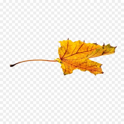 Sycamore, Leaves, Tree, Foliage, Autumn, Deciduous, Broad Leaves, Serrated Edges, Veined, Green, Changing Colors, Fall, Nature, Botanical, Outdoor, Canopy, Shade, Sycamore Tree, Leaf Shape, Leaf Structure, Leaf Veins, Textured, Seasonal, Vibrant, Natural Beauty.