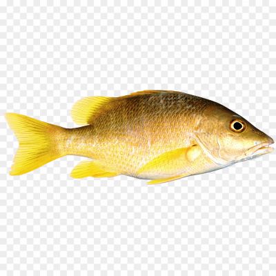 Golden-Fish-PNG-Clipart-Background-SVMDZ14X.png
