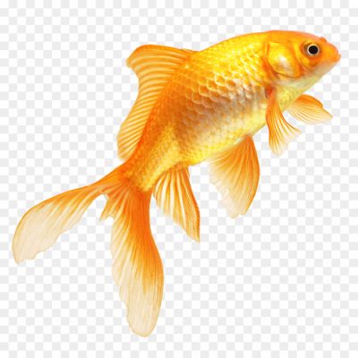 Golden-Fish-PNG-HD-Quality-JC4L93HC.png