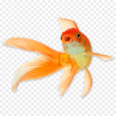 Goldfish-No-Background-WZVJM1WC.png