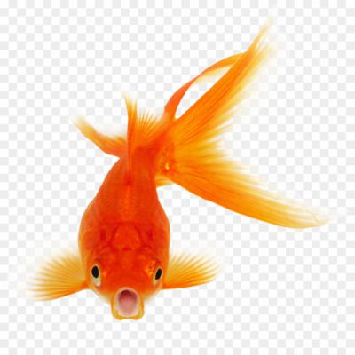 Goldfish PNG Free Download 939293432090 - Pngsource