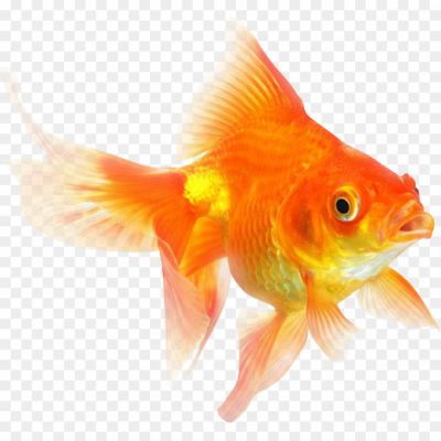 Goldfish PNG Free Download 93929343232 - Pngsource