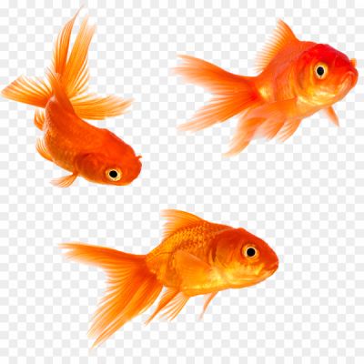 Goldfish-PNG-HD-Quality-Q9HXEGWI.png