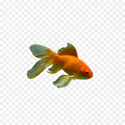 Goldfish-PNG-Images-HD-Z2FMPET7.png
