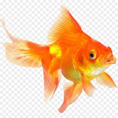 Goldfish-PNG-Photo-Image-QC3AVI83.png