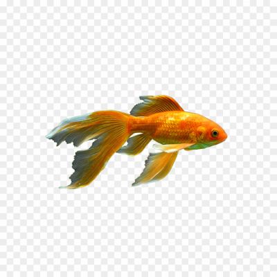 Goldfish-PNG-Pic-Background-3UWV77CE.png