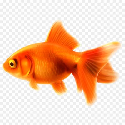 Goldfish-Transparent-Free-PNG-560QQH3H.png