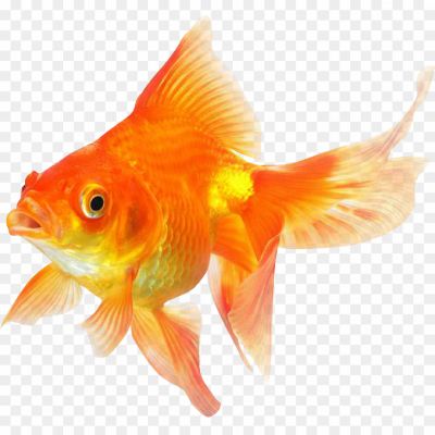 Goldfish-Transparent-Images-HUJ17CGZ.png