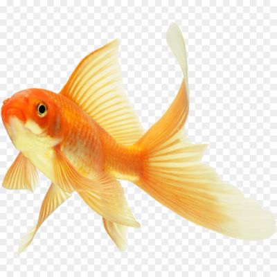 Goldfish-Transparent-PNG-FJV1KI9N.png