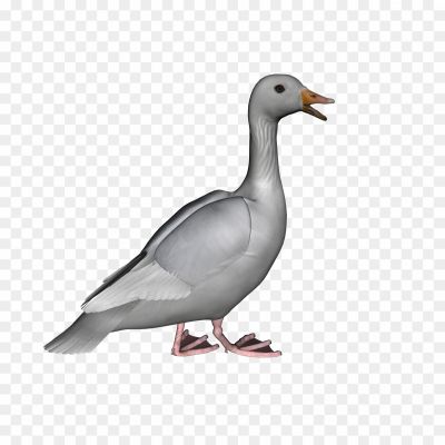Goose-PNG-Background.png