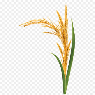 Grain Seeds Png_0283230223 - Pngsource