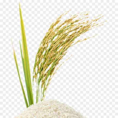 Grain Seeds Png_0283RT323 - Pngsource