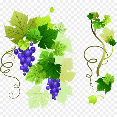 Grape-Vine-Leaf-PNG-Image-Pngsource-CS76JG5V.png