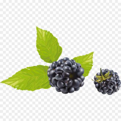 Grape-Vine-Leaf-PNG-Transparent-Image-Pngsource-WQXD3PKD.png