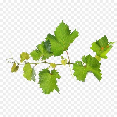 Grape-Vine-Leaf-Transparent-PNG-Pngsource-RQ7K6AAI.png