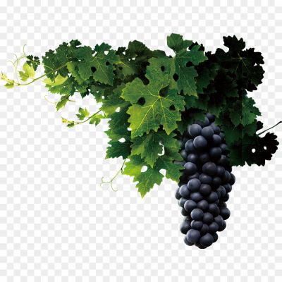 kale-angoor, black-grapes