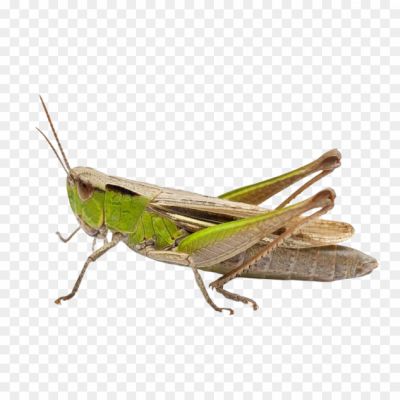 Grasshopper, Insect, Jumping Insect, Green Grasshopper, Insect Anatomy, Hind Legs, Wings, Grasshopper Sound, Grasshopper Behavior, Grasshopper Diet, Grasshopper Habitat, Grasshopper Lifecycle, Grasshopper Adaptations, Grasshopper Camouflage, Grasshopper Symbolism, Grasshopper In Folklore