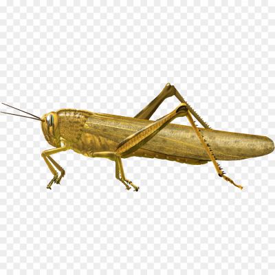 Grasshopper-PNG-Transparent-Photo-Pngsource-KHOG57VS.png PNG Images Icons and Vector Files - pngsource