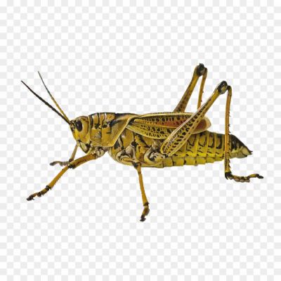 Grasshopper-PNG-Transparent-R2XURAHJ.png