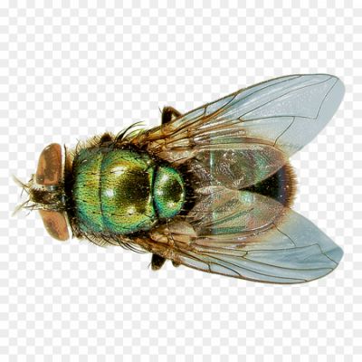 Green-Fly-PNG-Transparent-Background-Pngsource-VZMMT1HY.png