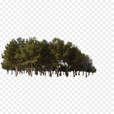 Green-Forest-Tree-PNG-Clipart-Pngsource-ODI38DVQ.png