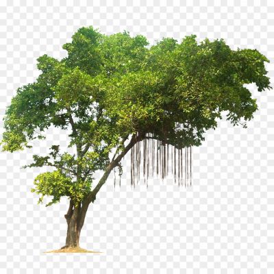 Green-Forest-Tree-PNG-Image-Pngsource-06J8G7FO.png