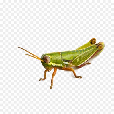 Green-Grasshopper-PNG-Clipart-Background-Pngsource-0MX2UO9P.png PNG Images Icons and Vector Files - pngsource