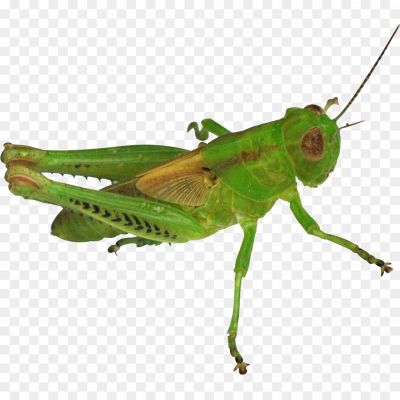 Green-Grasshopper-PNG-Transparent-File-Pngsource-ZQRFC0GY.png