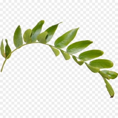 Green-Leaf-PNG-Image-Z26DIUDQ.png