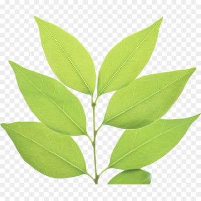 Green-Leaf-Transparent-PNG-Pngsource-M4IW3DHL.png