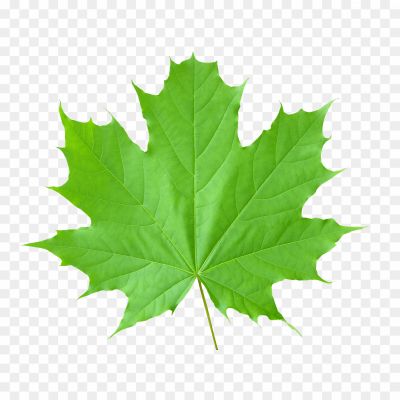 Green-Leafs-PNG-Photos-F3BLWJHG.png