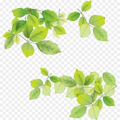 Green-Leafs-Transparent-Background-Pngsource-WQOIDF27.png