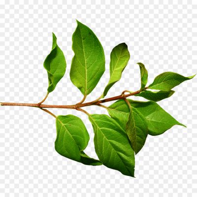 Green-Leaves-PNG-Photos-Pngsource-LZ29MF32.png