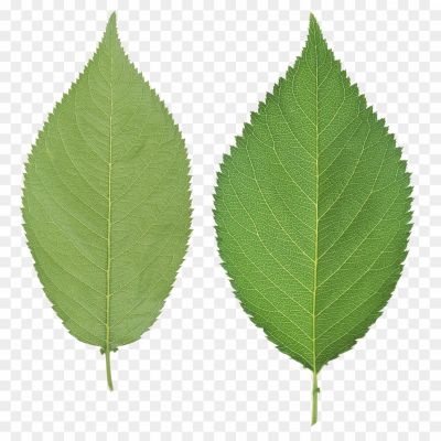 Green-Leaves-Transparent-PNG-Pngsource-HSPCZDG6.png