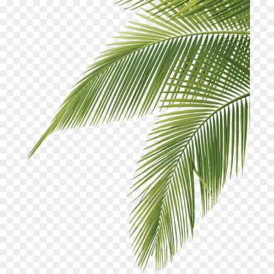 Green-Palm-Leaves-PNG-Photo-Pngsource-34AO8TS4.png