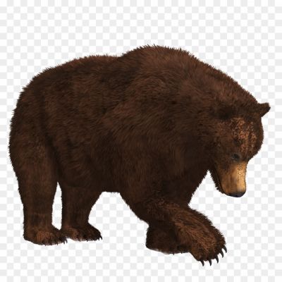 Grizzly-Bear-Transparent-PNG-Pngsource-7N0ZREEX.png