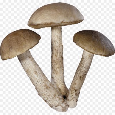 Group-Of-White-Mushrooms-PNG-HD-Quality-Pngsource-N941OU96.png