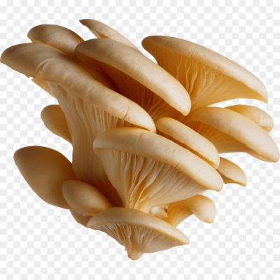 Group-Of-White-Mushrooms-Transparent-Background-Pngsource-6KV0BRZD.png