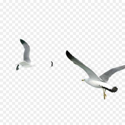 Gull-Download-Free-PNG.png