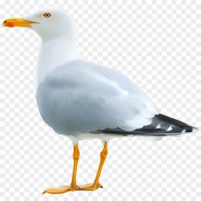 Gull-Free-PNG.png
