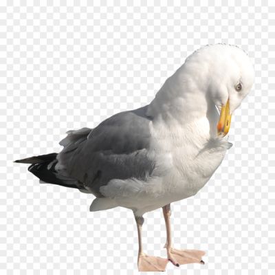Gull-Transparent-File.png