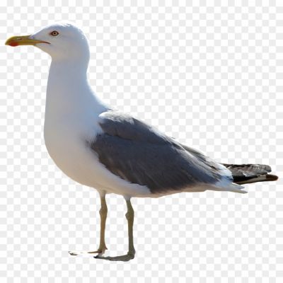 Gull-Transparent-Images.png
