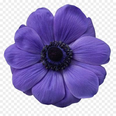 Harmony-Blue-flower png_32-94029.png