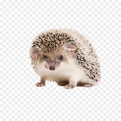 Hedgehog-Download-Free-PNG-Pngsource-TKMBKV5Z.png PNG Images Icons and Vector Files - pngsource