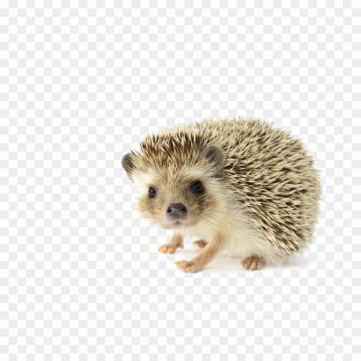 Hedgehog-PNG-Free-File-Download-Pngsource-TYT8L2UA.png PNG Images Icons and Vector Files - pngsource