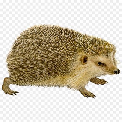 Hedgehog-Transparent-Free-PNG-Pngsource-TNI03WCX.png