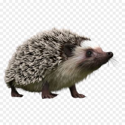 Spines, Nocturnal, Small, Mammal, Cute, Prickly, Defense, Forage, Burrow, Insectivore, Quills, Solitary, Hedge, Snout, Omnivore, Hibernation, Spiky, Hedgehog Ball, Quill Pattern, Wildlife.