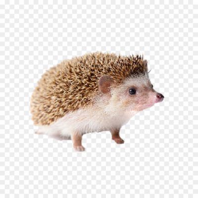 Hedgehogs-PNG-Pic-Background-Pngsource-JLZO9PGD.png PNG Images Icons and Vector Files - pngsource